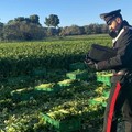 Lavoro agricolo: ordinanza regionale per limitare l'orario durante il periodo estivo