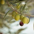 Oliva Alta Daunia, riconoscimento DOP. La Puglia raggiunge quota 63 prodotti DOP e IGP