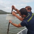 Impianti di itticoltura abusivi nel Lago di Varano: sequestro preventivo dell'area