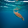 Legambiente inaugura un nuovo centro di recupero tartarughe a Manfredonia