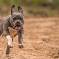 Pitbull aggredisce una bimba di 7 anni in provincia di Lecce: è ricoverata