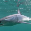 Porto Cesareo, battuta di pesca con sorpresa: all’amo finisce uno squalo mako