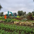 Xylella a Bitonto, espiantato ulivo infetto. Paolicelli: «Intervenuti tempestivamente»