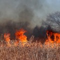 Danni bruciatura stoppie nelle campagne pugliesi, l'appello degli studenti dell'Università di Foggia