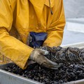 Quattro tonnellate di cozze nere sequestrate a Brindisi