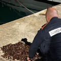 Operazione della Guardia Costiera a tutela della filiera della pesca nella Bat