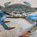Granchio blu, il “killer dei mari” che ha invaso le coste pugliesi