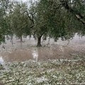 Grandinata di aprile, Cerignola tra i comuni colpiti: la Regione chiede gli aiuti al Ministero