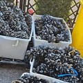 A Bitonto sequestrati 320 chili di cozze
