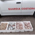 Guardia Costiera contro i prodotti ittici illegali con l’operazione  "Ottobre 2024 "