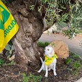 Presentata a Fasano la prima task force cinofila anti-Xylella