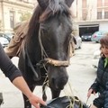 Molla tutto per viaggiare a cavallo in giro per l'Italia: Cristian Moroni in Puglia