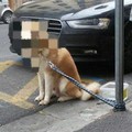 Abbandonarono un cane legandolo ad un palo: denunciati a Bari