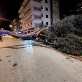 Salvo per miracolo: cade un enorme pino in strada a Trani, un giovane riesce a schivarlo