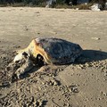 Trani, carcassa di tartaruga spiaggiata: forse uccisa da un grosso amo