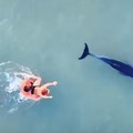 A Trani un delfino si avvicina anche alla seconda spiaggia ma il WWF invoca prudenza