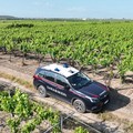 Furto di 15 quintali di uva, tre arresti ad Andria