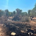 Incendi nelle campagne di Bitonto, Natilla: «Controlli straordinari per fermare i criminali»