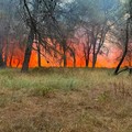 Incendio nel bosco di Bitonto, il monito: «Prevenzione deve diventare una priorità»