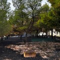Ancora un atto vandalico al Santuario Madonna di Ripalta a Cerignola: incendiata la pineta