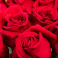 San Valentino, un pugliese su due regalerà dei fiori