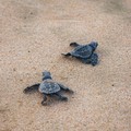 Cinquanta uova di tartaruga si schiudono in Salento nella marina di Casalabate