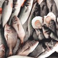 La Puglia della pesca sostenibile al Seafood Expo Global di Barcellona