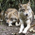 Lupi a Noicattaro, individuati almeno sei esemplari: la Task Force intensifica il monitoraggio