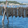 Presidio slow food della cozza nera tarantina: giovedì la presentazione