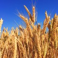 Guerra Russia-Ucraina: pronti in Puglia 100mila ettari da coltivare a grano