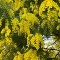 Mimose già sbocciate in Puglia a causa delle temperature fuori norma