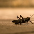 A Trani allarme cavallette: segnalazioni da tutta la città