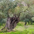 Emergenza xylella, Coldiretti Puglia: «Monitoraggio col contagocce»
