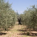 Lecce, vandalismo contro gli ulivi: tranciati 120 alberi