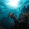 Biodiversità marina dell’Adriatico a rischio