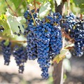 La Puglia amplia l'elenco dei vitigni autoctoni sul territorio regionale