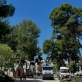 Ruvo, la sicurezza prima di tutto: via dieci pini a rischio crollo in piazza Dante