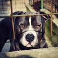 Fasano, azzannata dal pitbull del nonno: bimba ricoverata