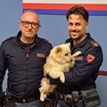 Salvato un cagnolino in strada a Corato. L'intervento della Polizia