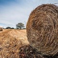 Un bando per i giovani agricoltori di Puglia: finanziamento di 55 milioni di euro