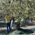 Scatta la raccolta delle olive in Puglia, al via oggi