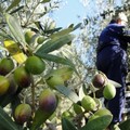 Nelle campagne di Cerignola aumentano i furti di olive: la segnalazione degli agricoltori