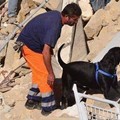 Barletta dice addio a Dea, il cane-eroe che prestò soccorso sui luoghi dei disastri