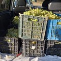 Rubano due quintali di uva da tavola: fermati dalle Guardie Campestri di Andria