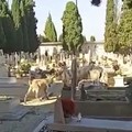 Capre pascolano nel cimitero di Barletta. Le foto diventano virali