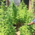 Salento, scoperta una piantagione di marijuana nascosta nella vegetazione