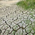 Allerta siccità in provincia di Foggia: gli agricoltori chiedono interventi