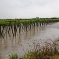 Piogge intense in provincia di Foggia: è allerta nell'agro di Cerignola