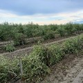 La criminalità colpisce le campagne: tagliati a Foggia 103 alberi di olivo