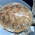 World Sea Turtle Day, da Bari a Margherita: il WWF racconta le iniziative per la tutela delle tartarughe